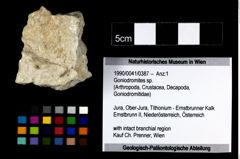 Foto (Objekt + Etikett) von Goniodromites sp.  (NHMW-GEO-1990-0041-0387)